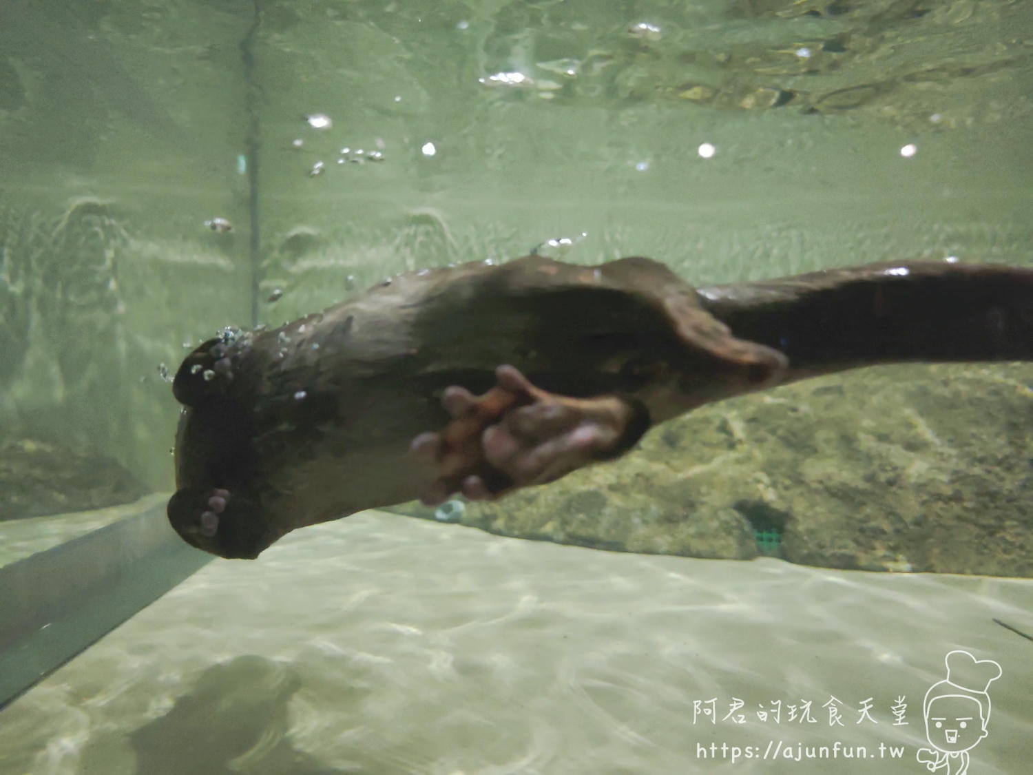 【沖繩水族館】DMM Kariyushi水族館好玩嗎?門票、交通、必看重點 - 第33張圖