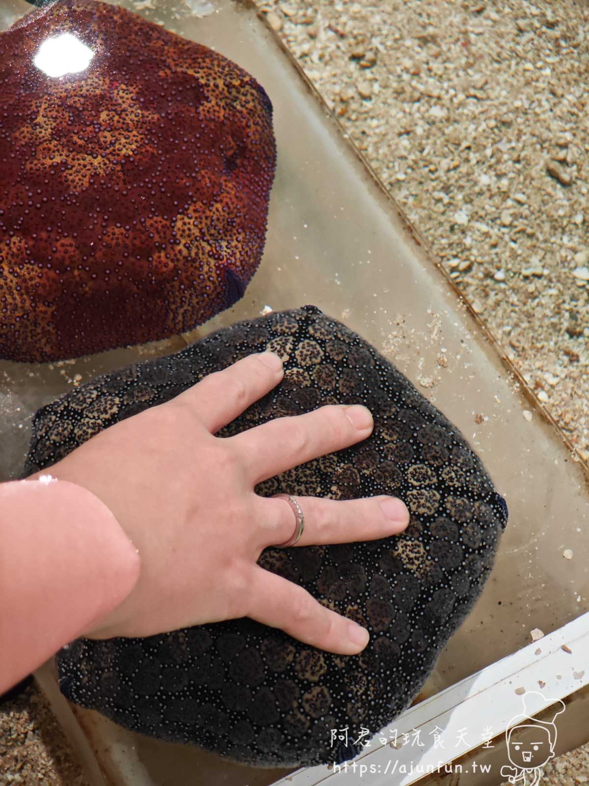 【沖繩水族館】DMM Kariyushi水族館好玩嗎?門票、交通、必看重點 - 第35張圖