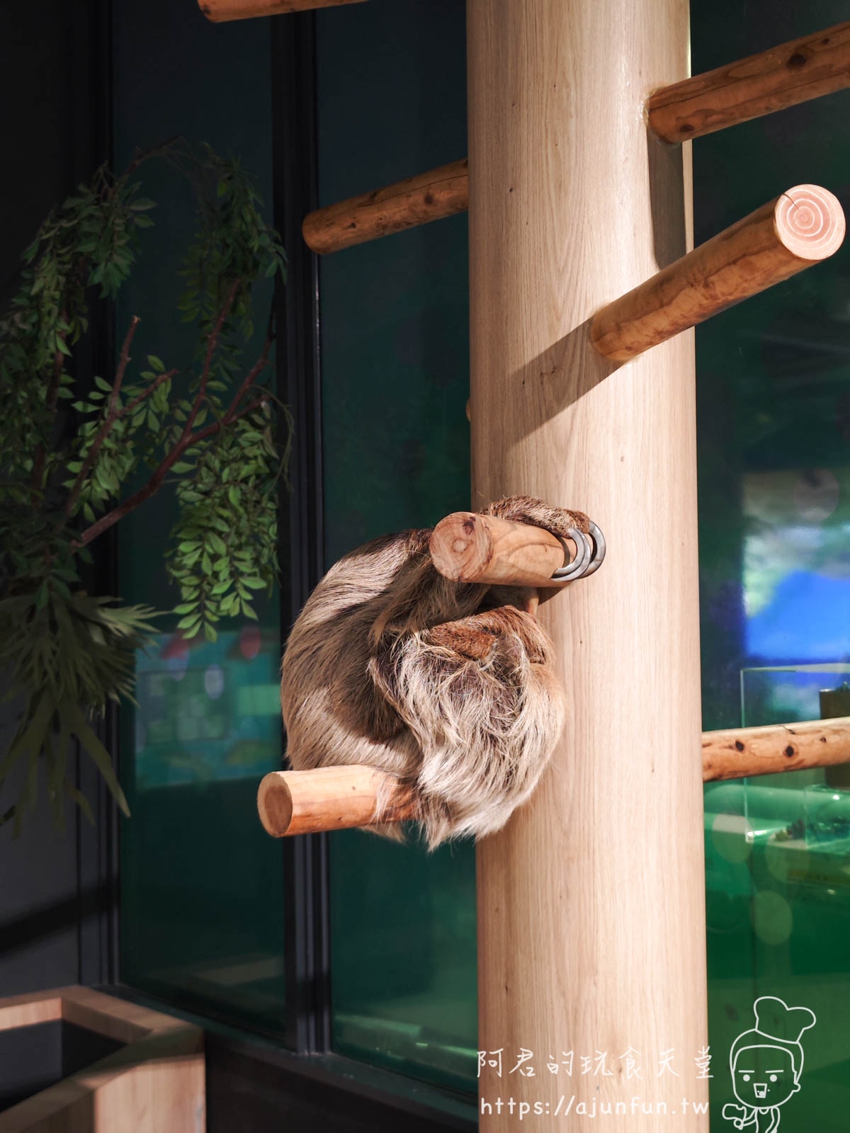 【沖繩水族館】DMM Kariyushi水族館好玩嗎?門票、交通、必看重點 - 第13張圖