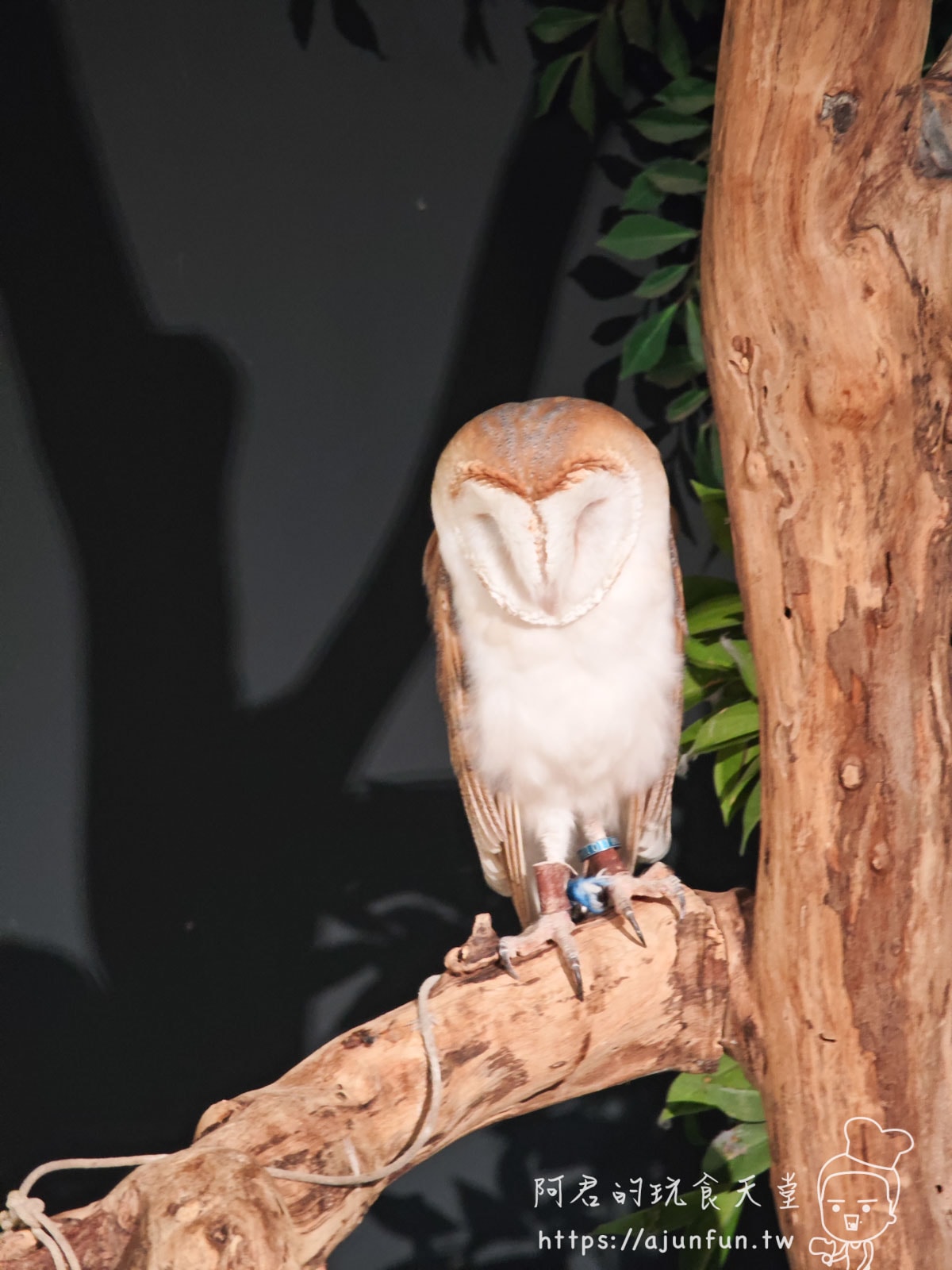 【沖繩水族館】DMM Kariyushi水族館好玩嗎?門票、交通、必看重點 - 第19張圖