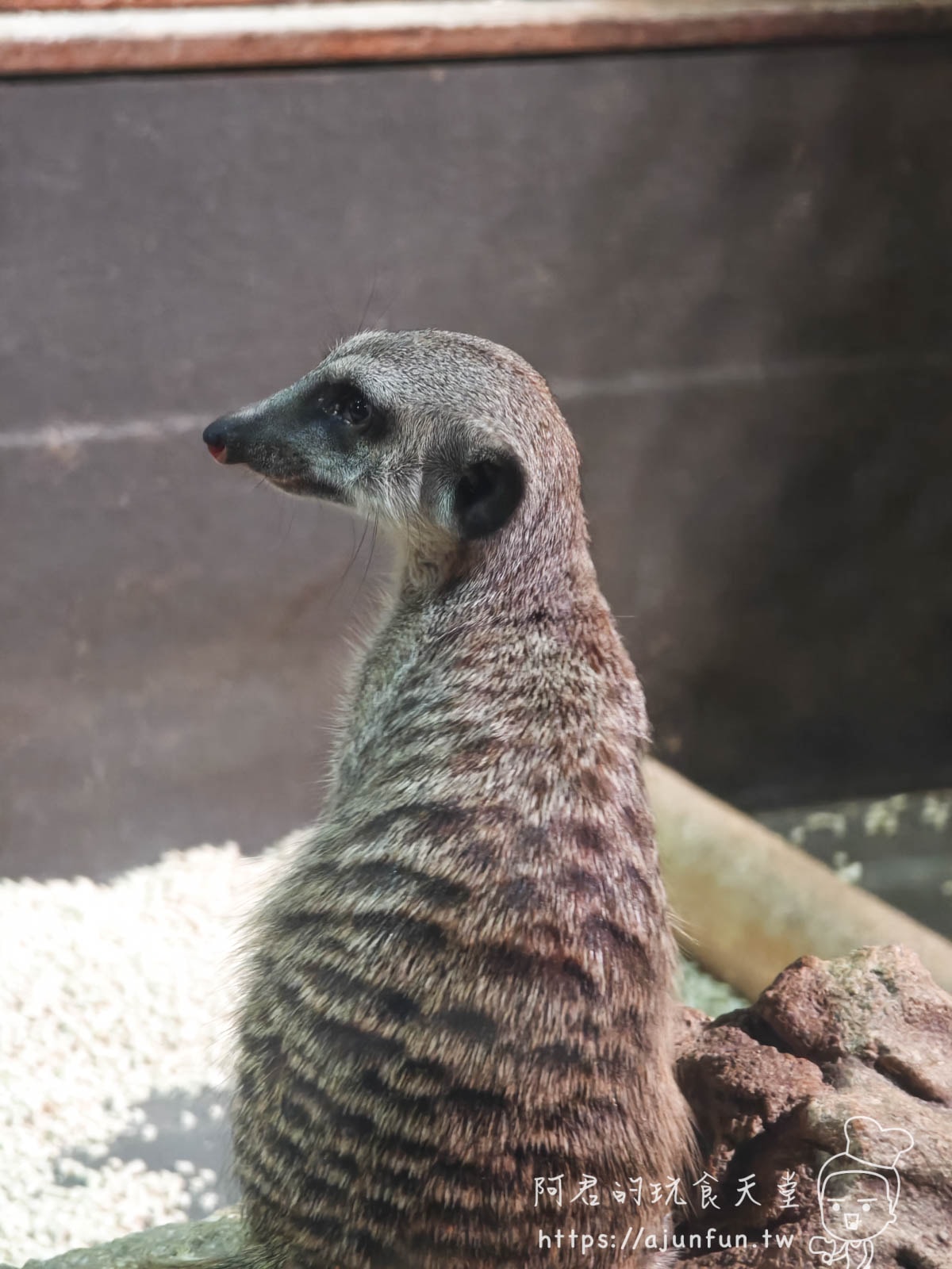 【沖繩水族館】DMM Kariyushi水族館好玩嗎?門票、交通、必看重點 - 第17張圖