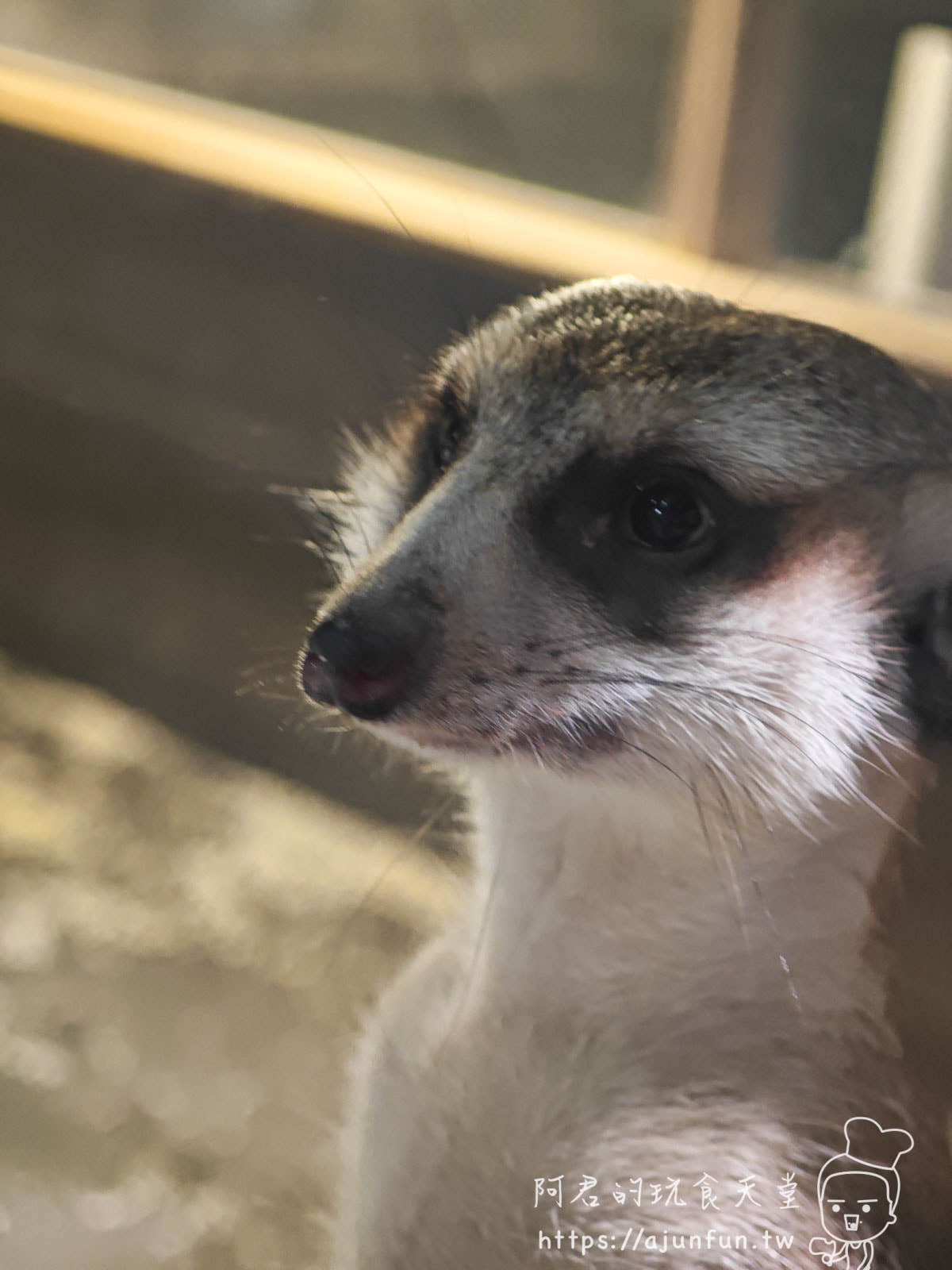 【沖繩水族館】DMM Kariyushi水族館好玩嗎?門票、交通、必看重點 - 第16張圖