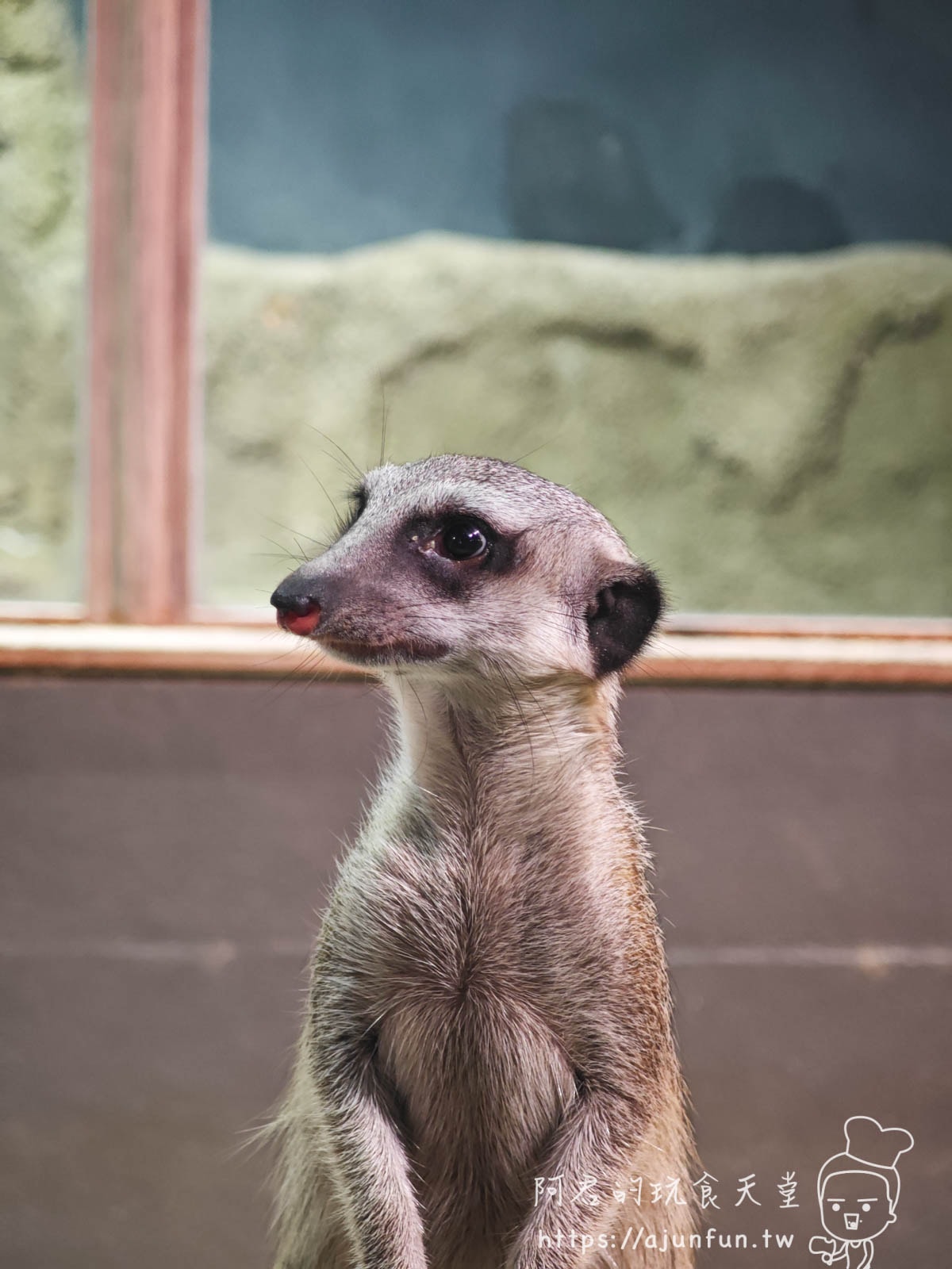 【沖繩水族館】DMM Kariyushi水族館好玩嗎?門票、交通、必看重點 - 第18張圖