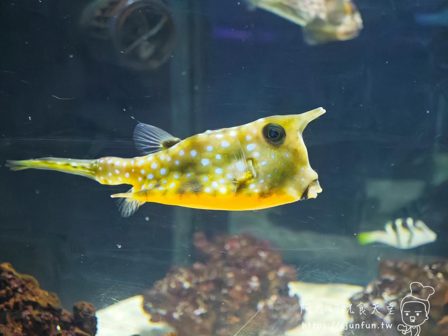 【沖繩水族館】DMM Kariyushi水族館好玩嗎?門票、交通、必看重點 - 第38張圖