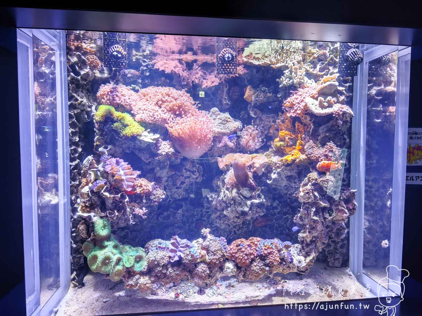 【沖繩水族館】DMM Kariyushi水族館好玩嗎?門票、交通、必看重點 - 第37張圖