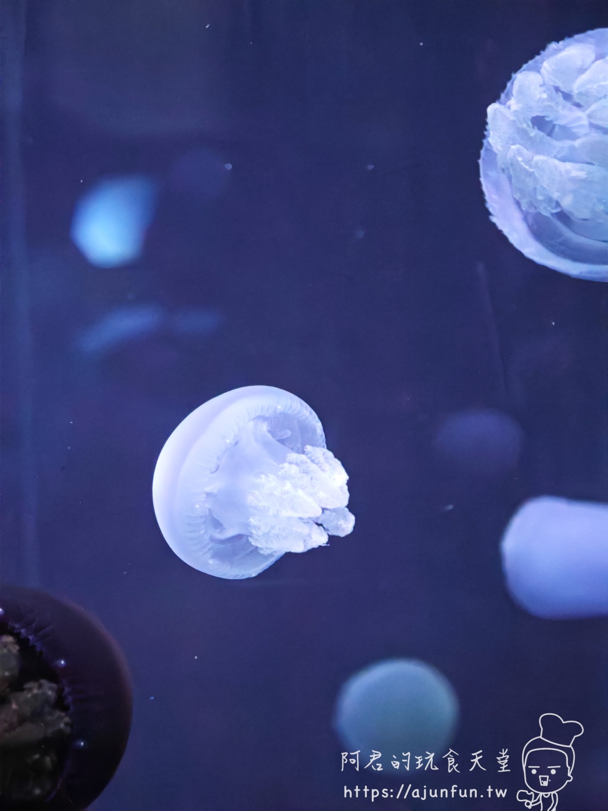 【沖繩水族館】DMM Kariyushi水族館好玩嗎?門票、交通、必看重點 - 第44張圖