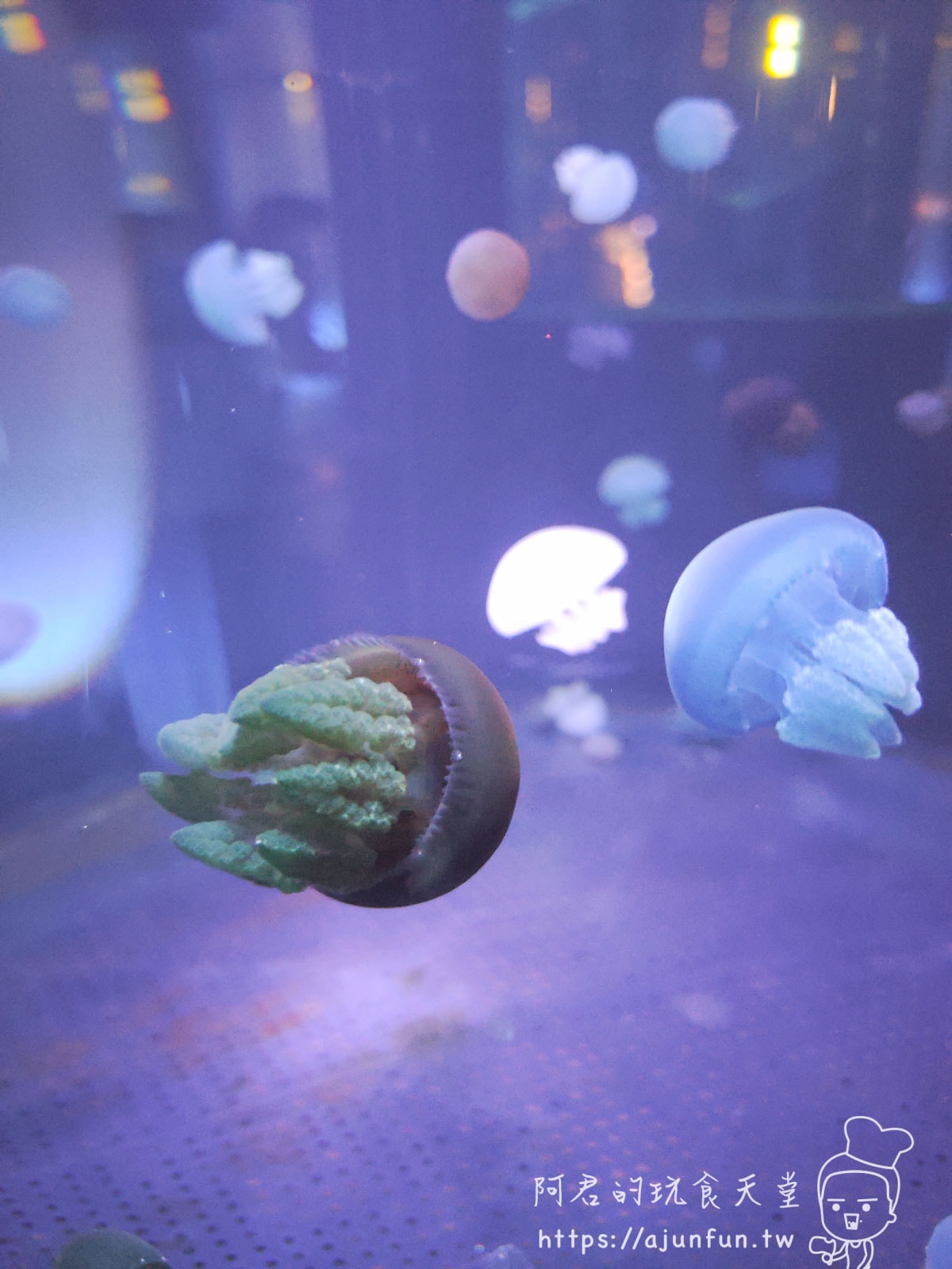 【沖繩水族館】DMM Kariyushi水族館好玩嗎?門票、交通、必看重點 - 第50張圖