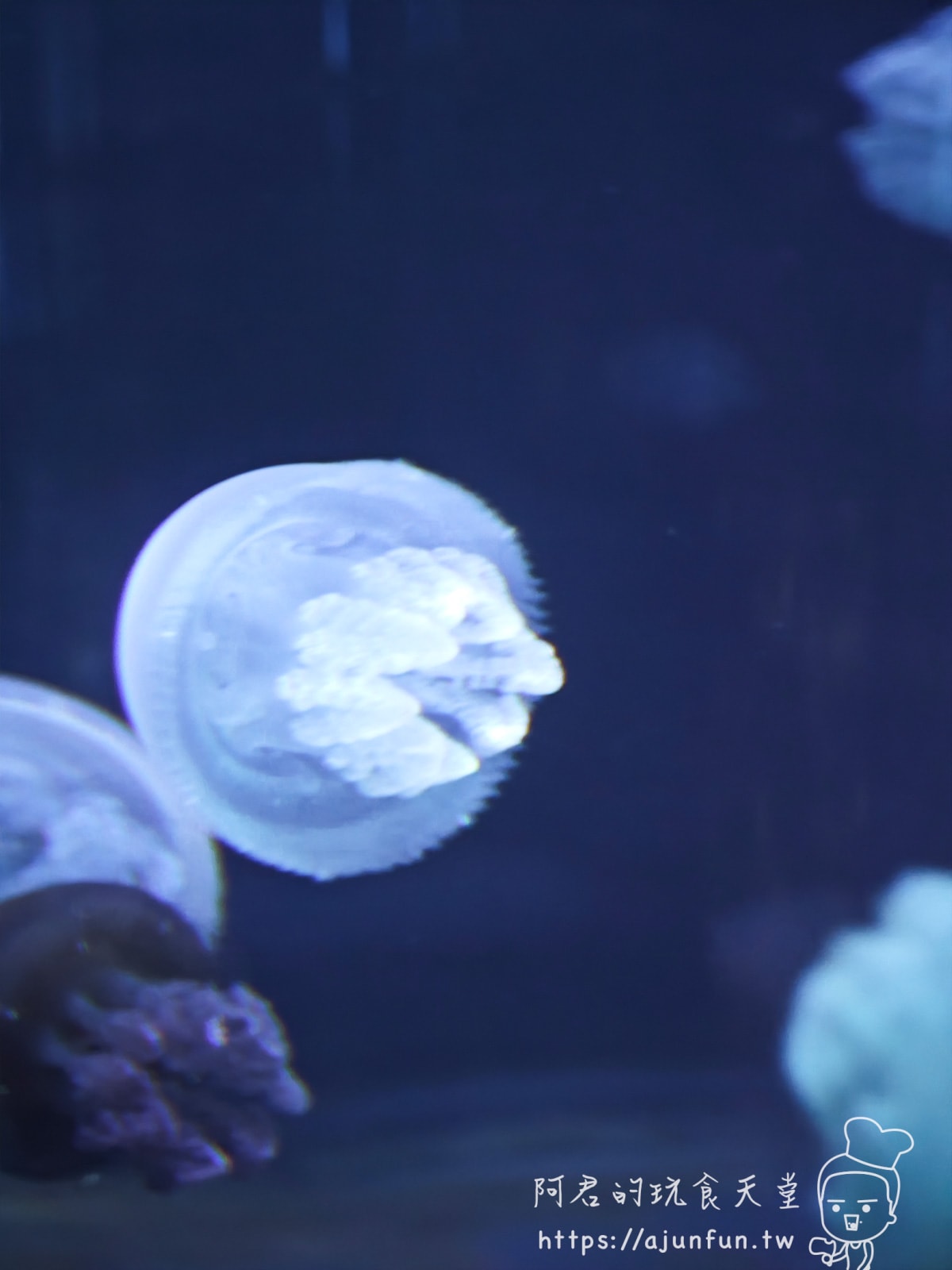 【沖繩水族館】DMM Kariyushi水族館好玩嗎?門票、交通、必看重點 - 第43張圖