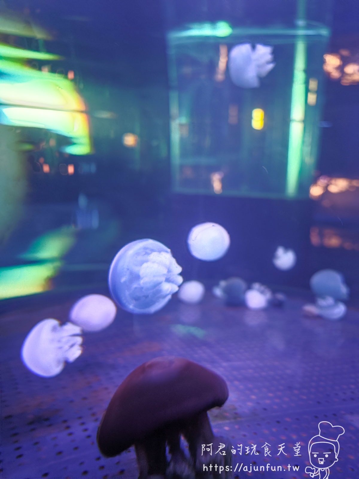 【沖繩水族館】DMM Kariyushi水族館好玩嗎?門票、交通、必看重點 - 第45張圖