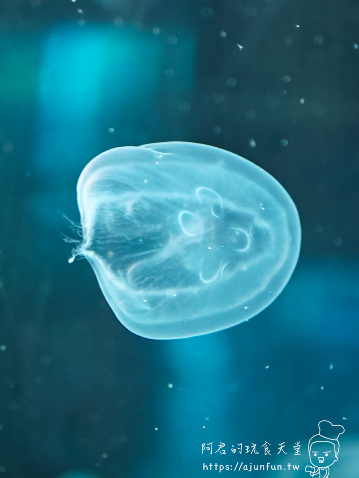 【沖繩水族館】DMM Kariyushi水族館好玩嗎?門票、交通、必看重點 - 第52張圖