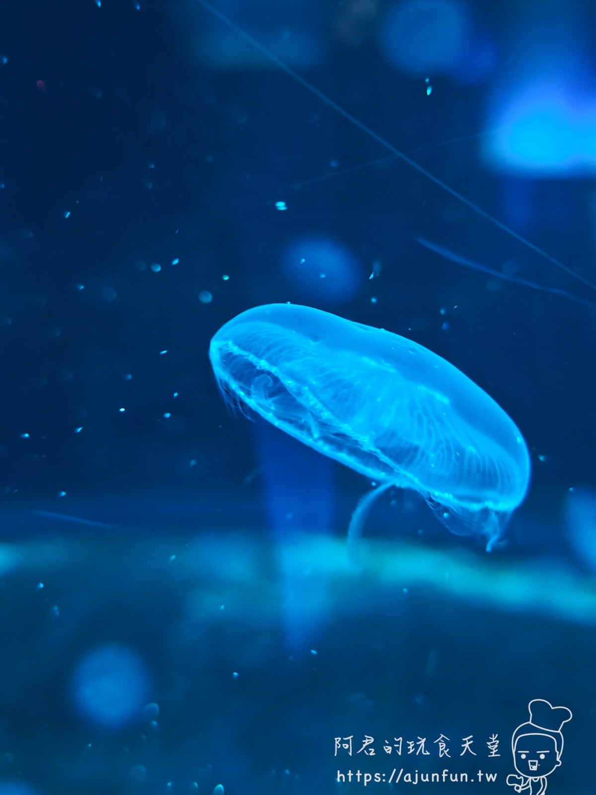 【沖繩水族館】DMM Kariyushi水族館好玩嗎?門票、交通、必看重點 - 第51張圖