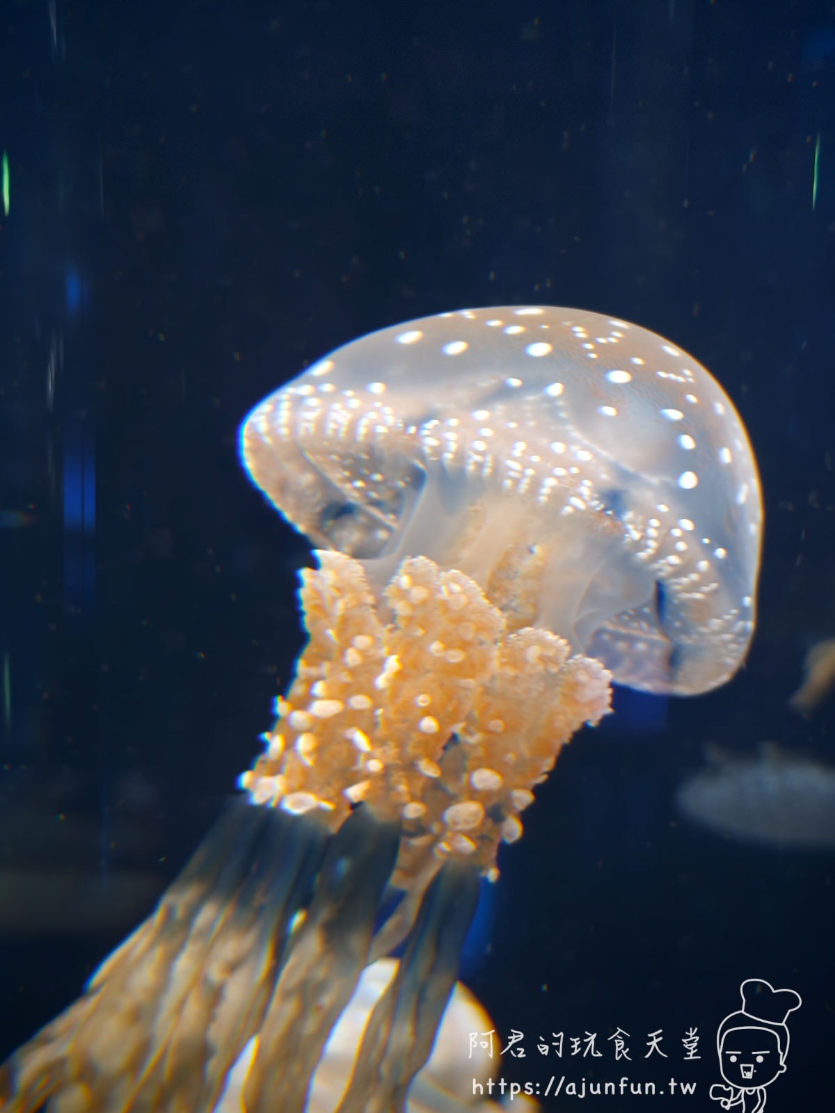 【沖繩水族館】DMM Kariyushi水族館好玩嗎?門票、交通、必看重點 - 第54張圖