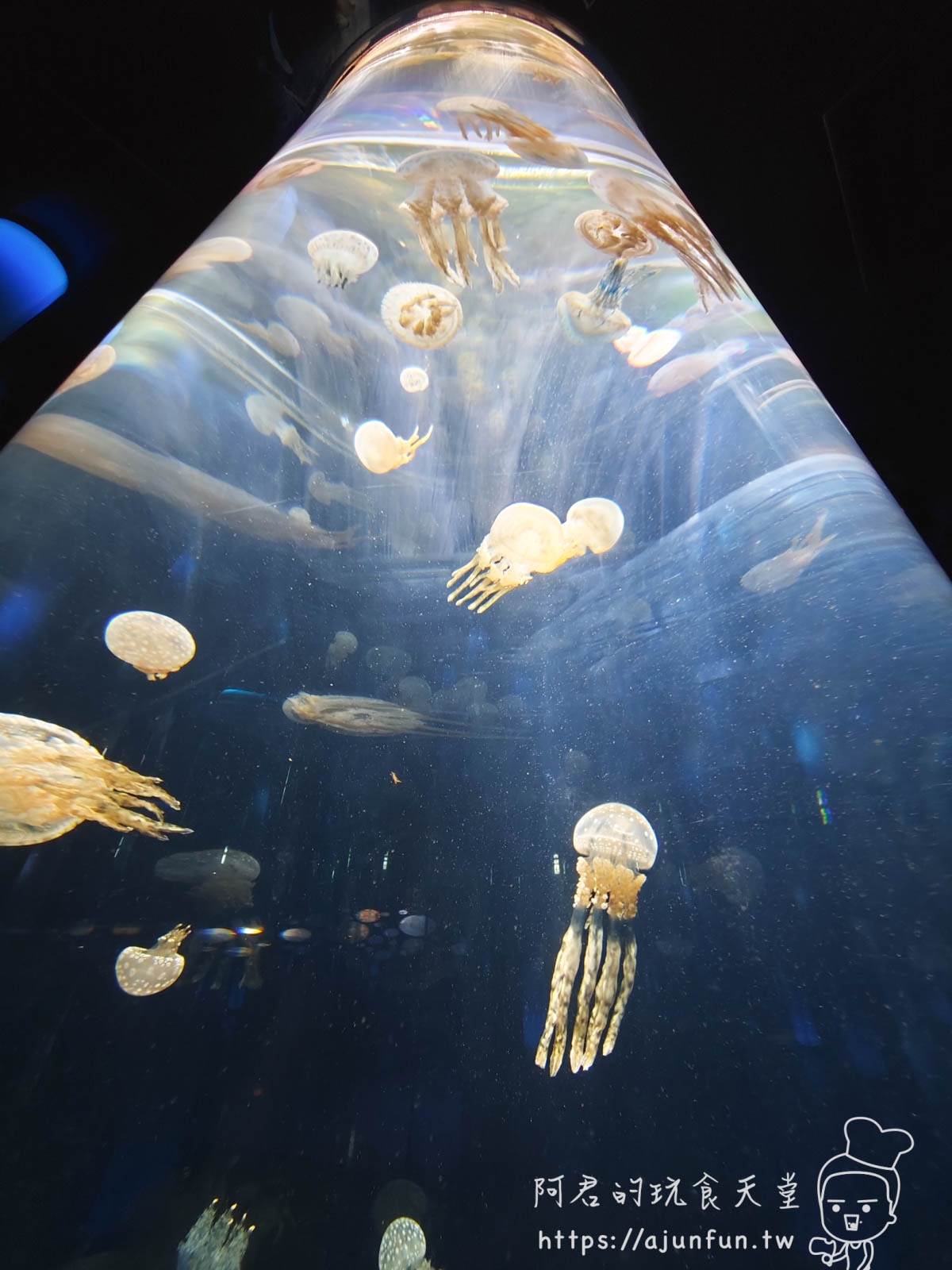 【沖繩水族館】DMM Kariyushi水族館好玩嗎?門票、交通、必看重點 - 第53張圖