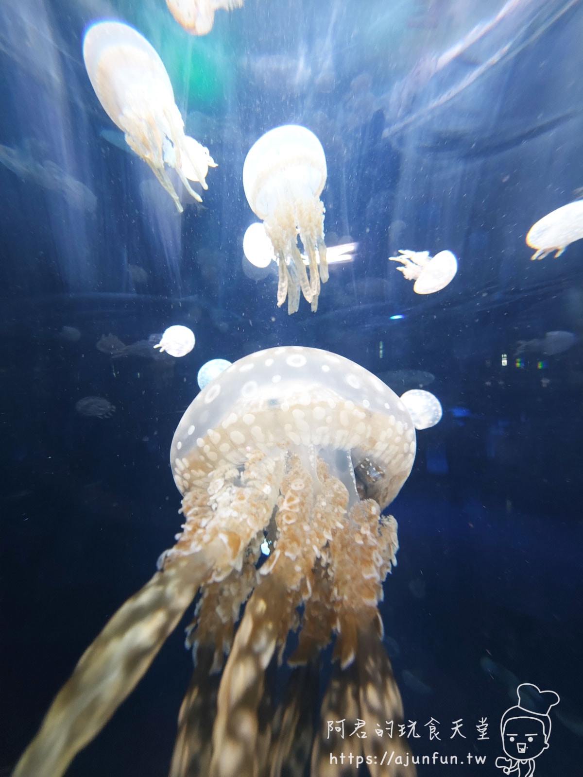 【沖繩水族館】DMM Kariyushi水族館好玩嗎?門票、交通、必看重點 - 第58張圖