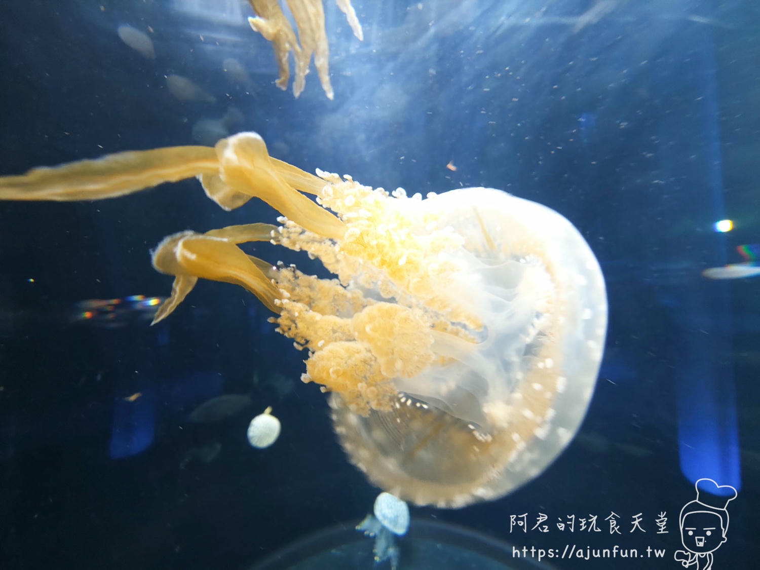 【沖繩水族館】DMM Kariyushi水族館好玩嗎?門票、交通、必看重點 - 第57張圖