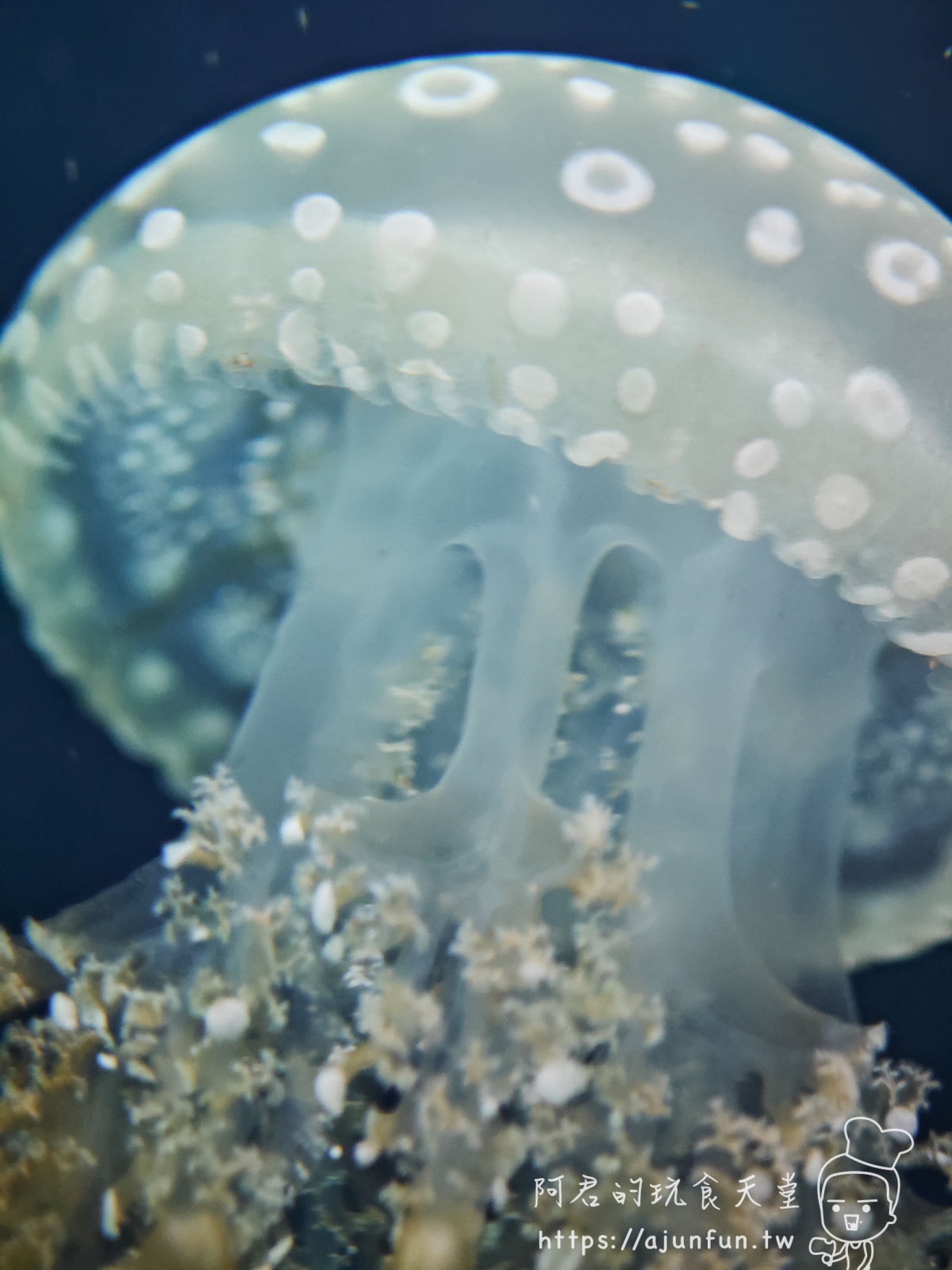 【沖繩水族館】DMM Kariyushi水族館好玩嗎?門票、交通、必看重點 - 第55張圖