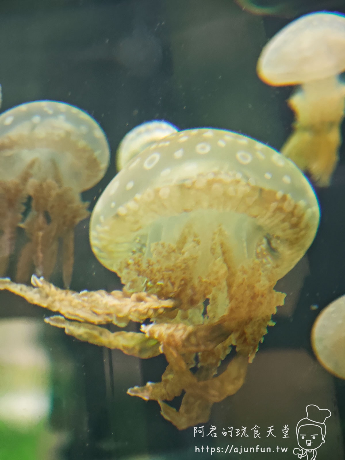【沖繩水族館】DMM Kariyushi水族館好玩嗎?門票、交通、必看重點 - 第49張圖