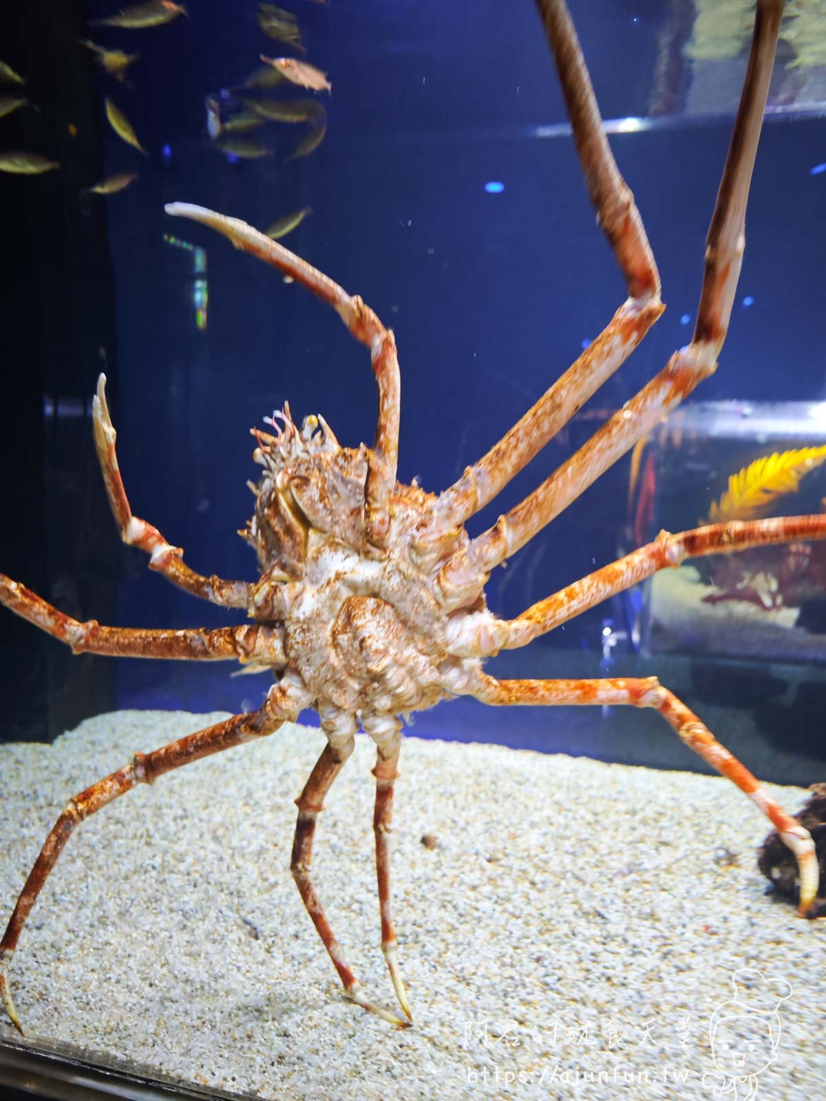 【沖繩水族館】DMM Kariyushi水族館好玩嗎?門票、交通、必看重點 - 第59張圖