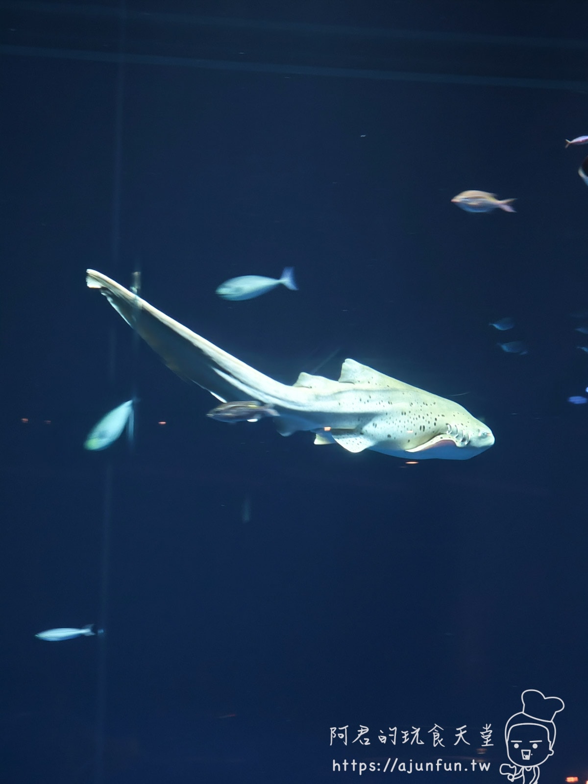 【沖繩水族館】DMM Kariyushi水族館好玩嗎?門票、交通、必看重點 - 第62張圖