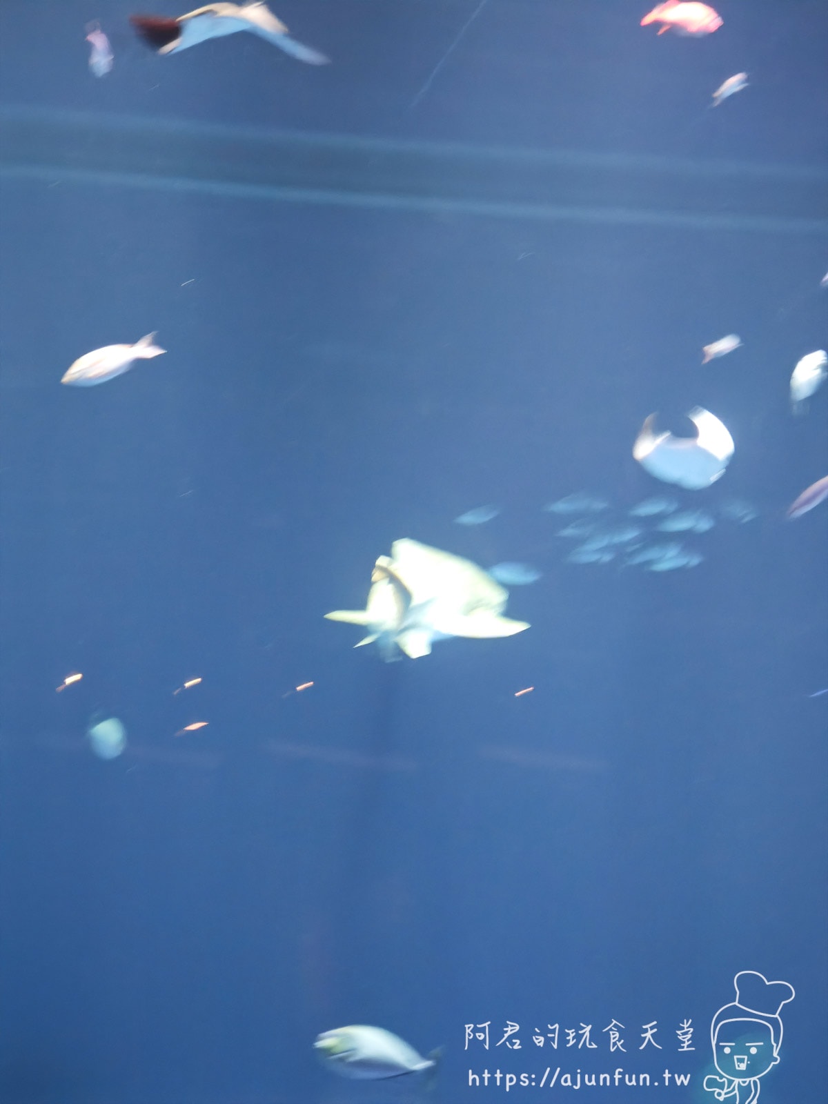 【沖繩水族館】DMM Kariyushi水族館好玩嗎?門票、交通、必看重點 - 第61張圖