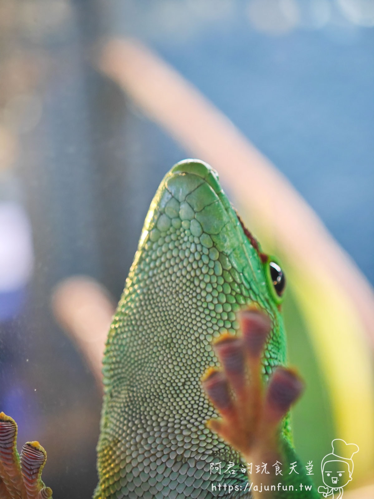 【沖繩水族館】DMM Kariyushi水族館好玩嗎?門票、交通、必看重點 - 第64張圖