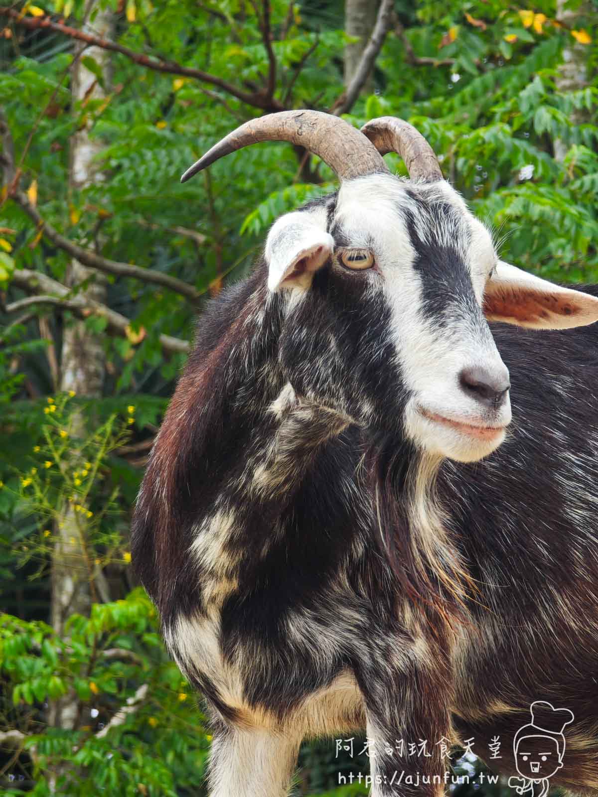 【沖繩親子景點】東南植物樂園:熱帶植物、動物互動、燈光秀 (門票/交通/評價) - 第20張圖
