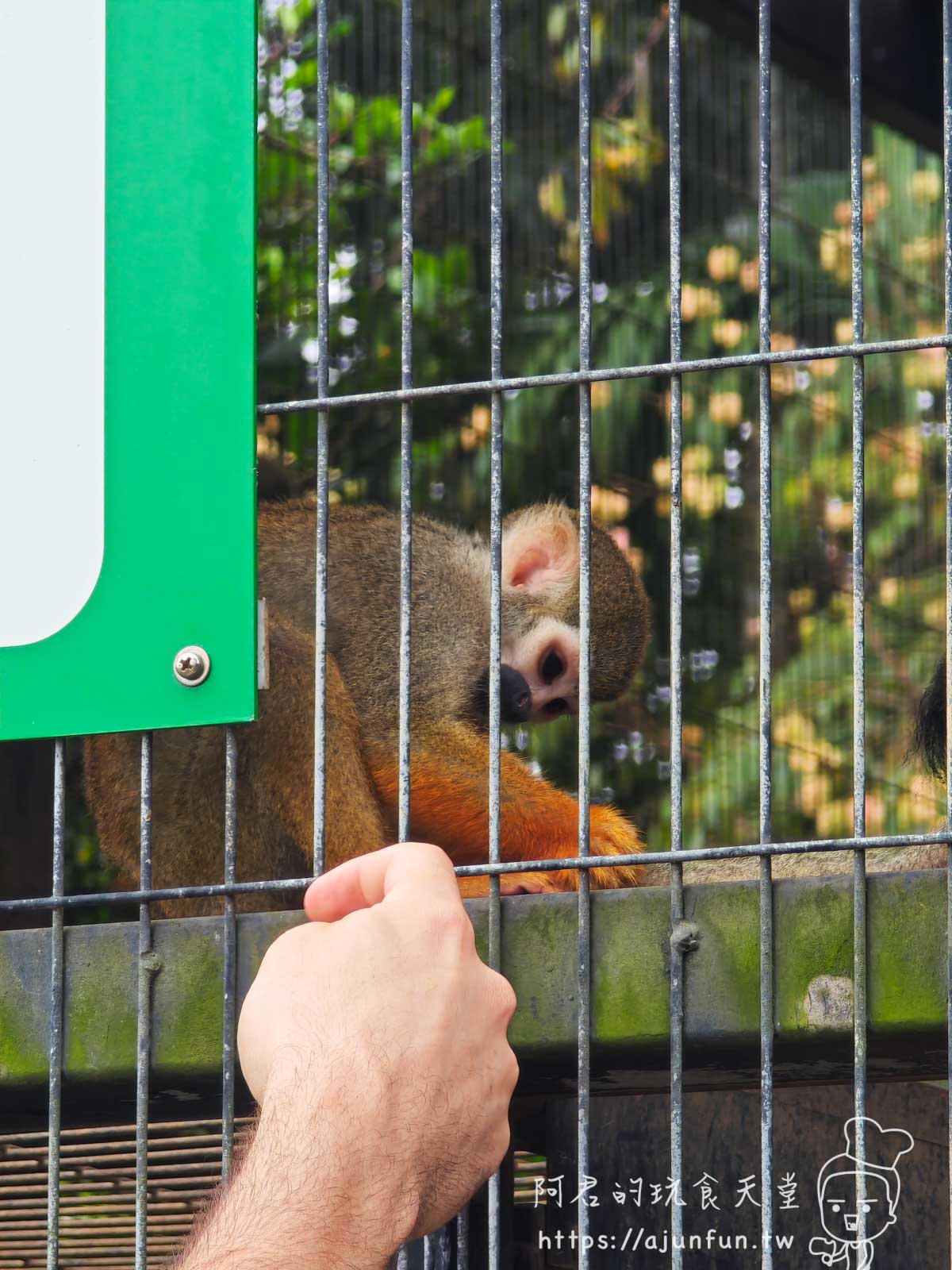 【沖繩親子景點】東南植物樂園:熱帶植物、動物互動、燈光秀 (門票/交通/評價) - 第7張圖