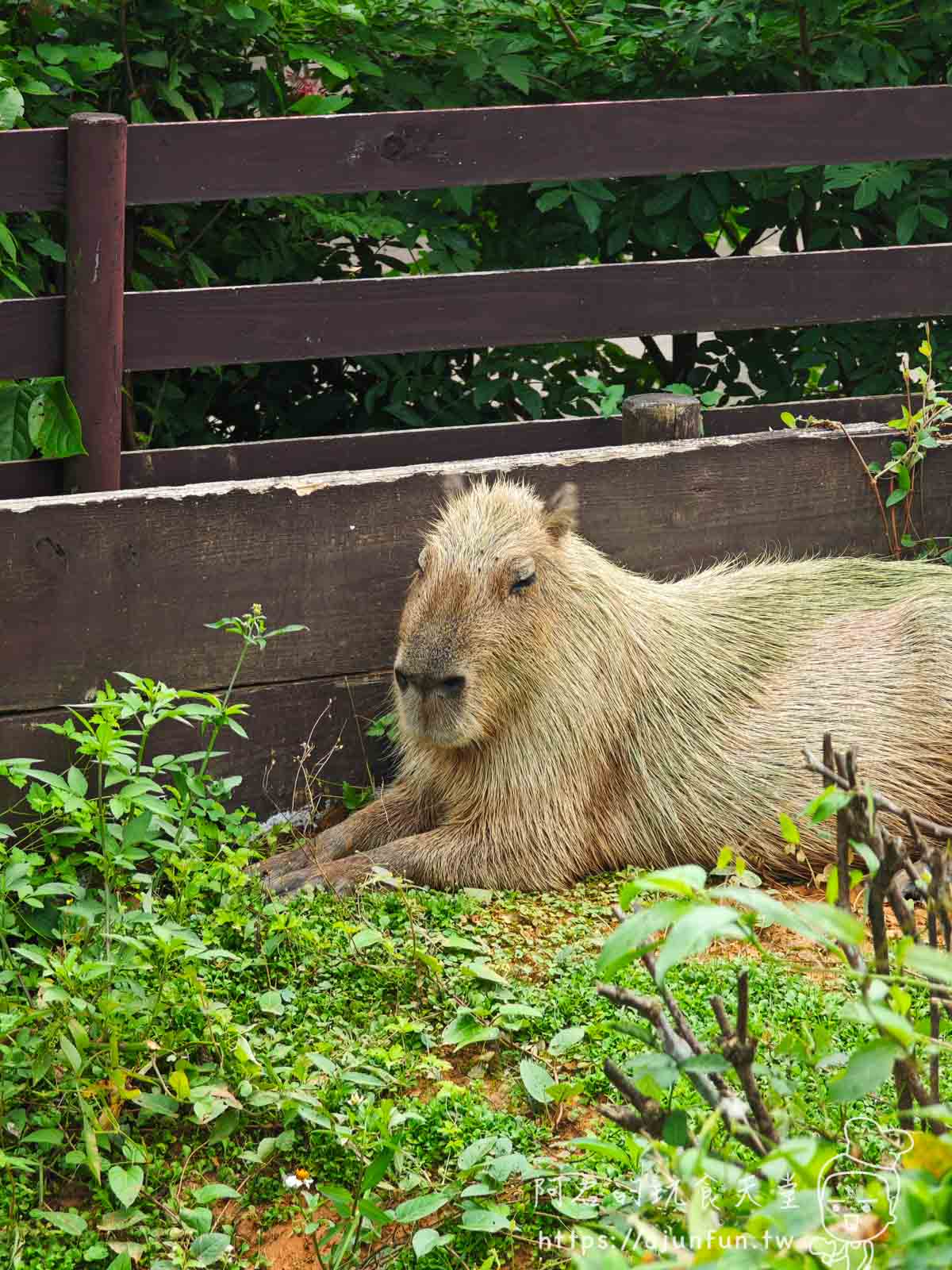【沖繩親子景點】東南植物樂園:熱帶植物、動物互動、燈光秀 (門票/交通/評價) - 第9張圖