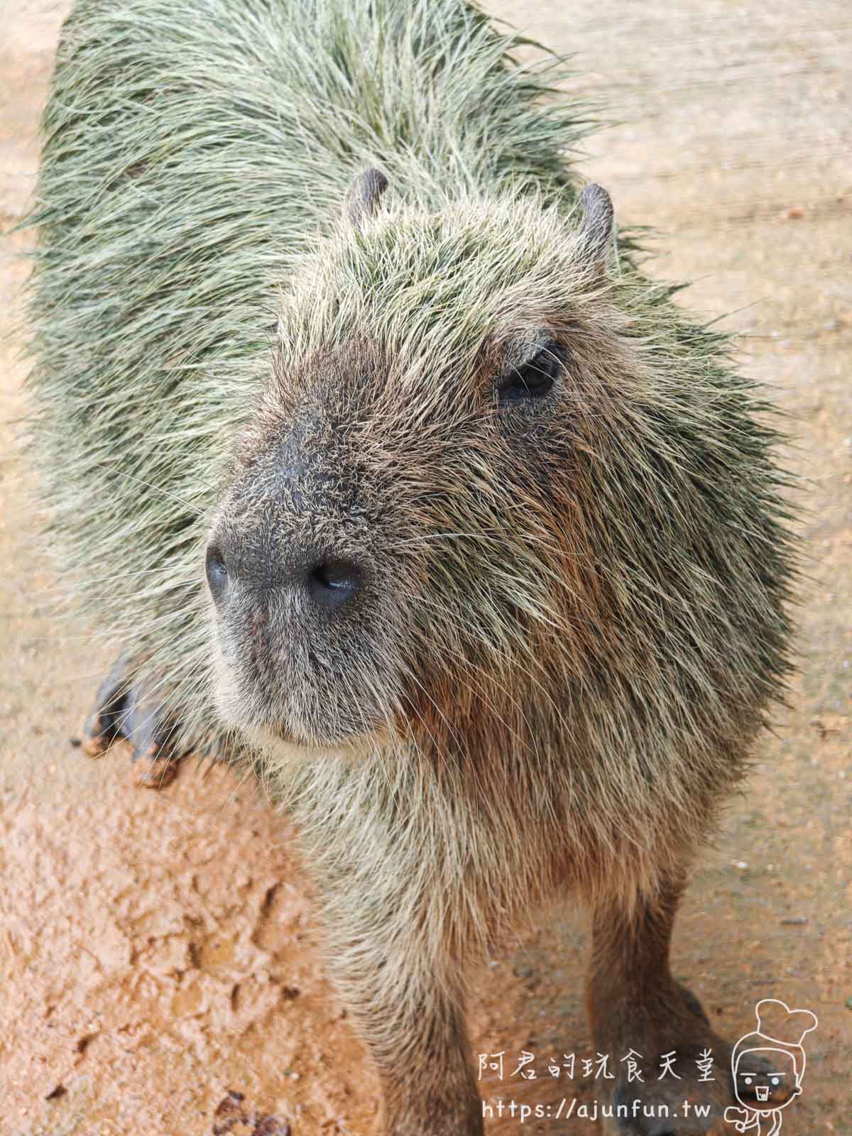 【沖繩親子景點】東南植物樂園:熱帶植物、動物互動、燈光秀 (門票/交通/評價) - 第13張圖