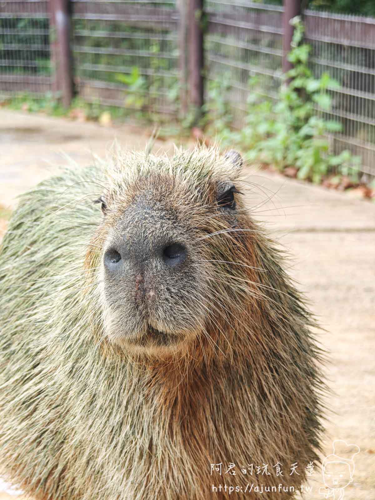 【沖繩親子景點】東南植物樂園:熱帶植物、動物互動、燈光秀 (門票/交通/評價) - 第12張圖