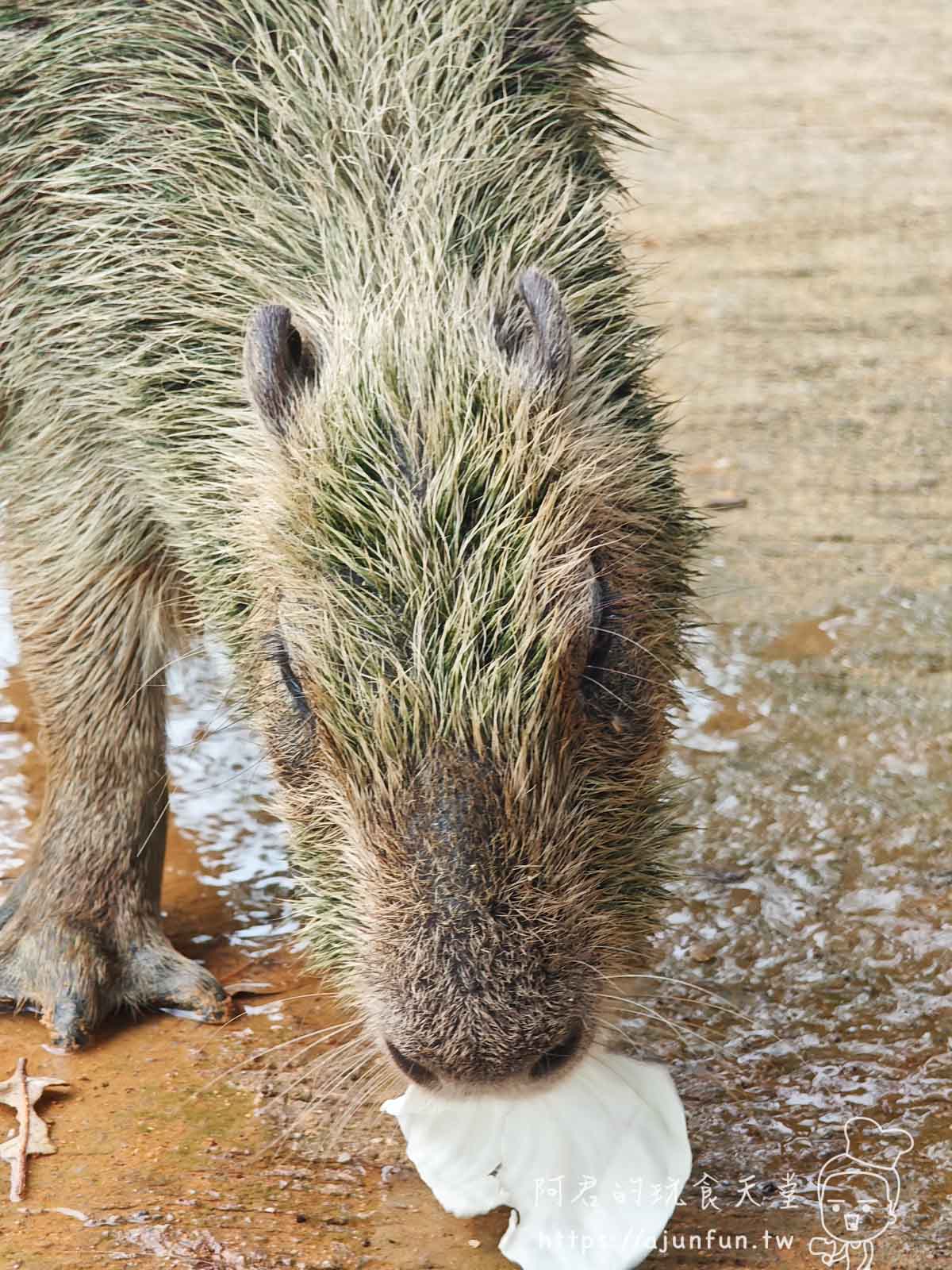 【沖繩親子景點】東南植物樂園:熱帶植物、動物互動、燈光秀 (門票/交通/評價) - 第14張圖