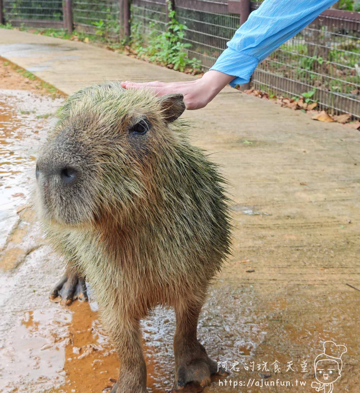 【沖繩親子景點】東南植物樂園:熱帶植物、動物互動、燈光秀 (門票/交通/評價) - 第16張圖