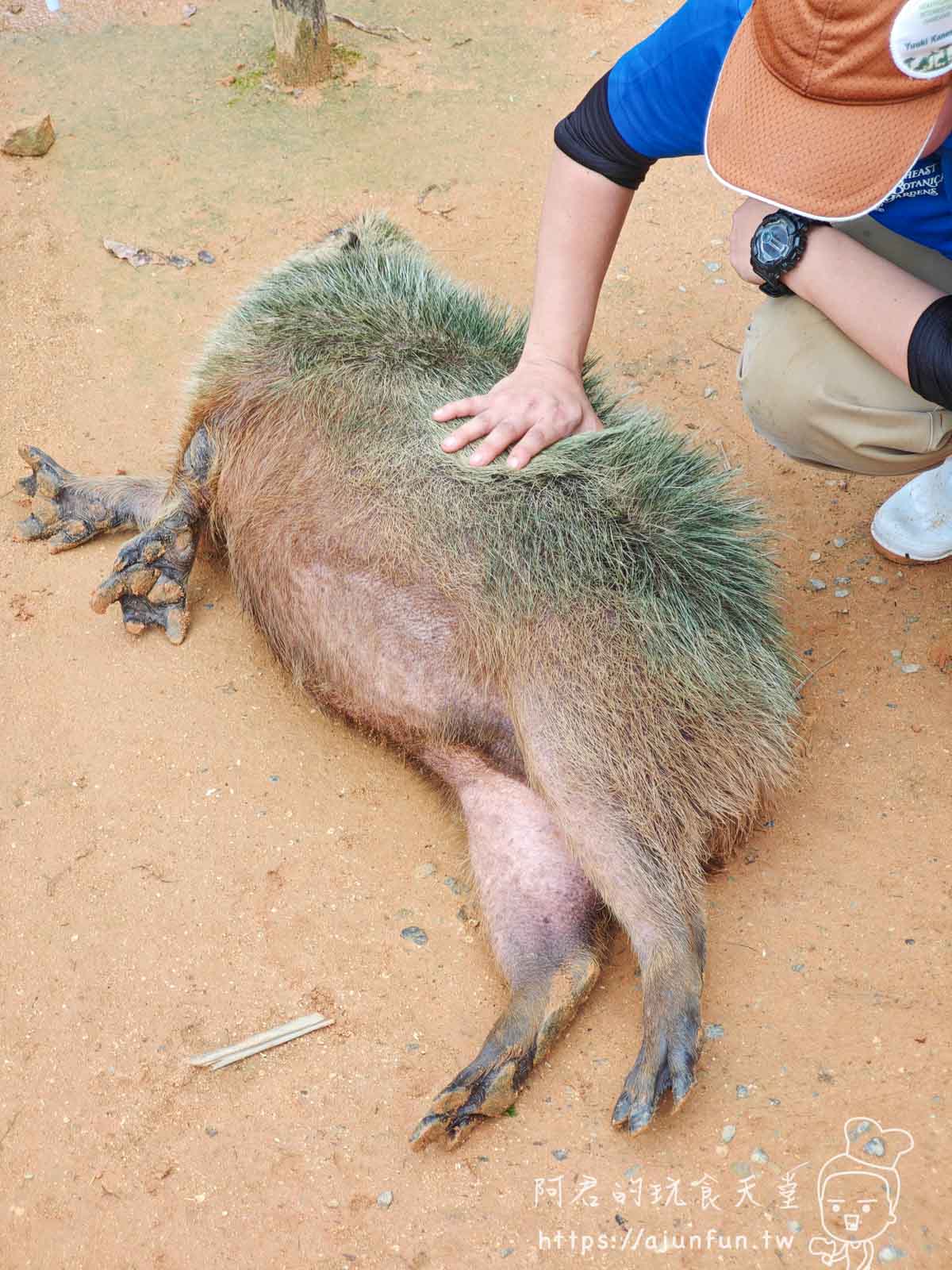 【沖繩親子景點】東南植物樂園:熱帶植物、動物互動、燈光秀 (門票/交通/評價) - 第15張圖