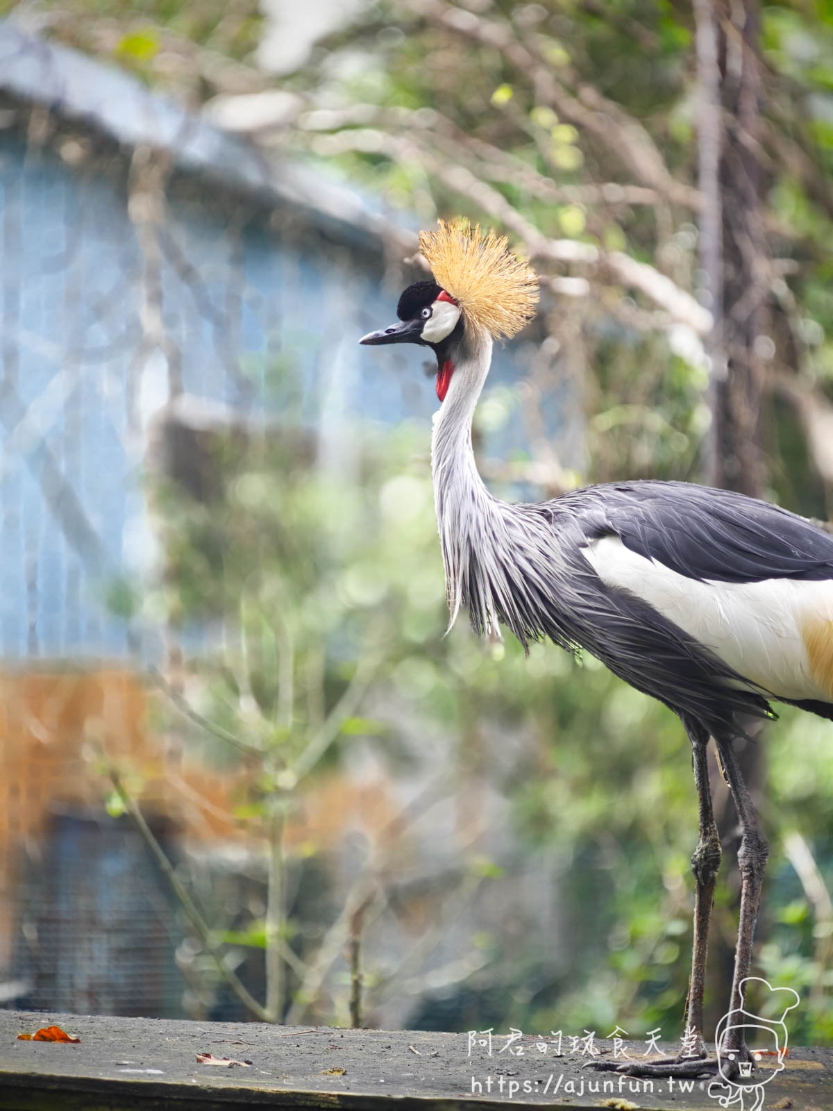 【沖繩親子景點】東南植物樂園:熱帶植物、動物互動、燈光秀 (門票/交通/評價) - 第18張圖
