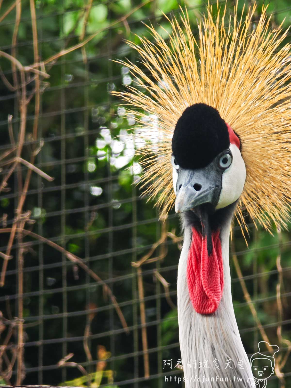 【沖繩親子景點】東南植物樂園:熱帶植物、動物互動、燈光秀 (門票/交通/評價) - 第17張圖