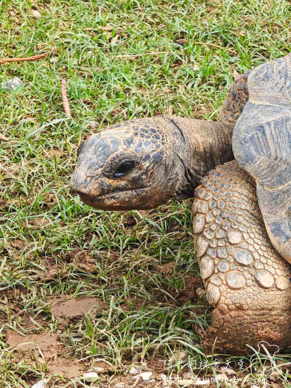 【沖繩親子景點】東南植物樂園:熱帶植物、動物互動、燈光秀 (門票/交通/評價) - 第21張圖