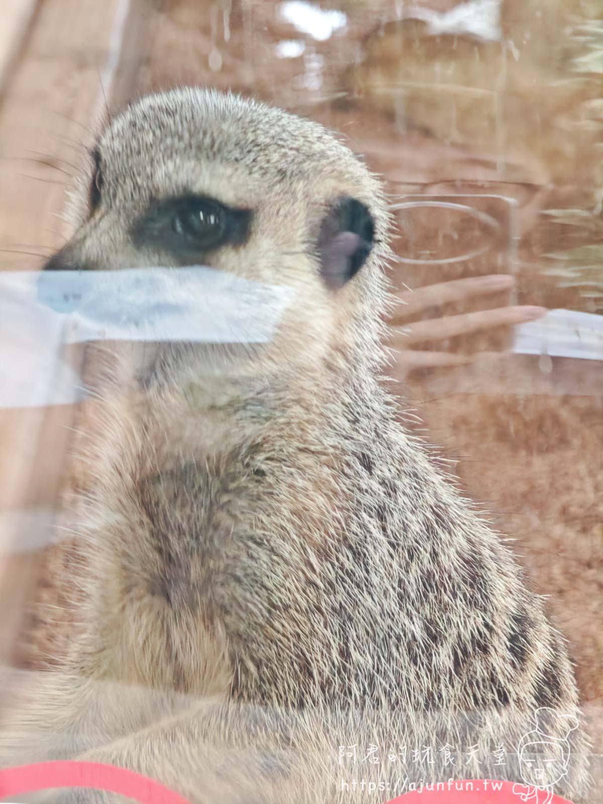【沖繩親子景點】東南植物樂園:熱帶植物、動物互動、燈光秀 (門票/交通/評價) - 第29張圖