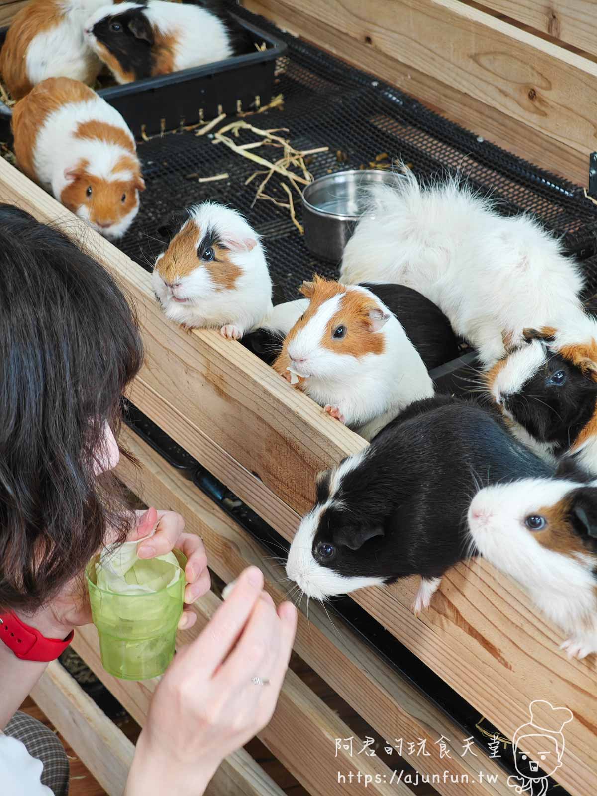 【沖繩親子景點】東南植物樂園:熱帶植物、動物互動、燈光秀 (門票/交通/評價) - 第31張圖