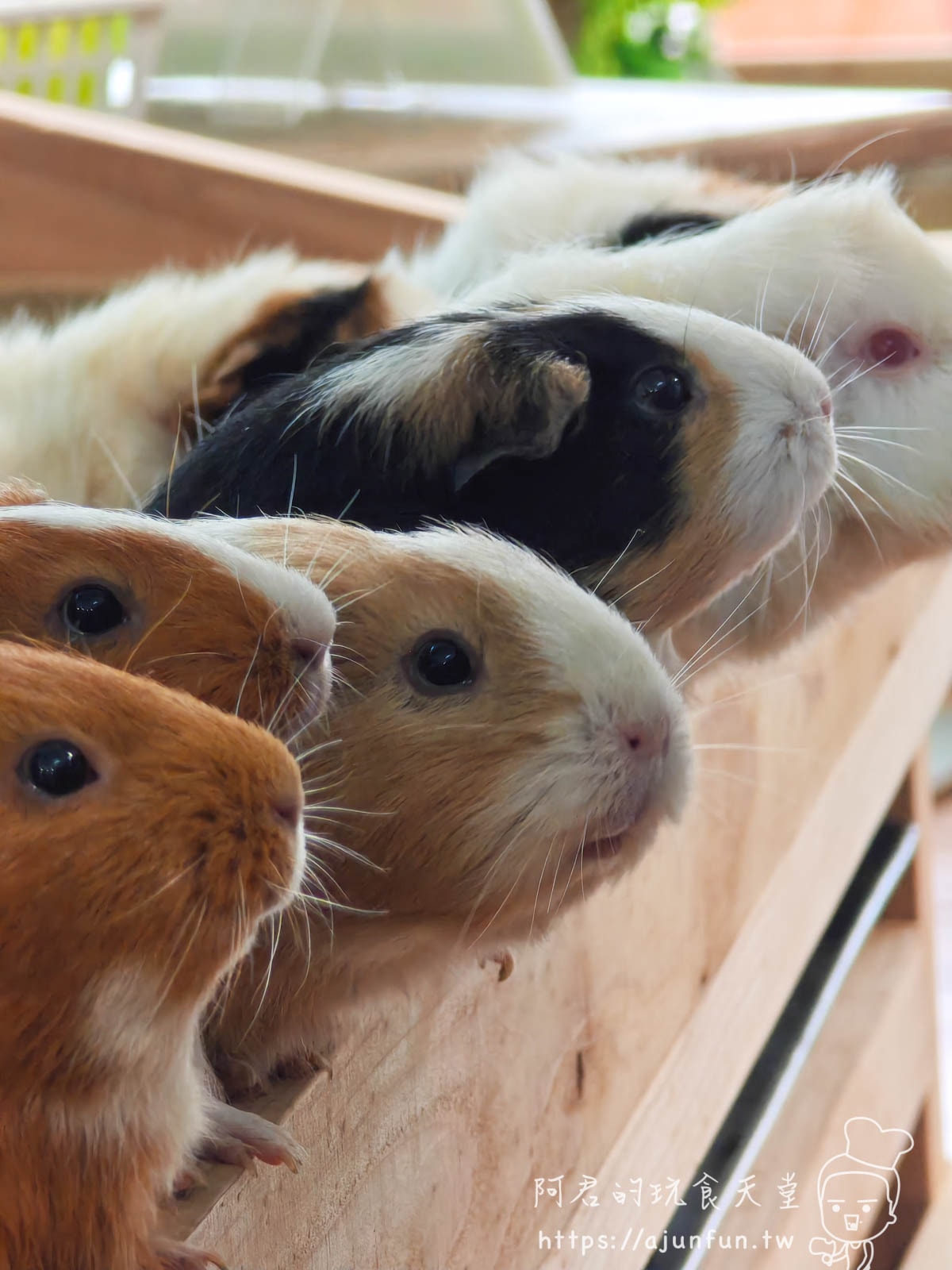 【沖繩親子景點】東南植物樂園:熱帶植物、動物互動、燈光秀 (門票/交通/評價) - 第32張圖