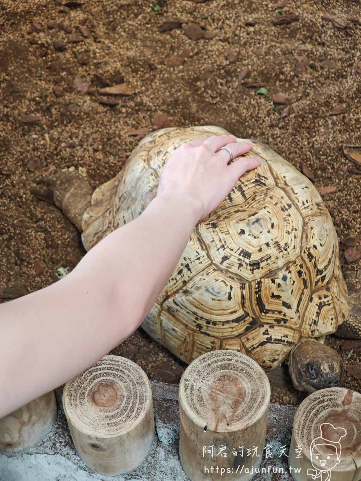 【沖繩親子景點】東南植物樂園:熱帶植物、動物互動、燈光秀 (門票/交通/評價) - 第34張圖