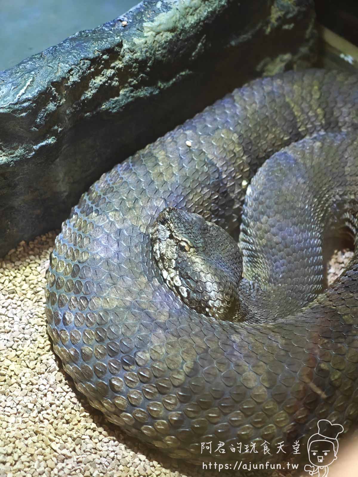 【沖繩親子景點】東南植物樂園:熱帶植物、動物互動、燈光秀 (門票/交通/評價) - 第35張圖