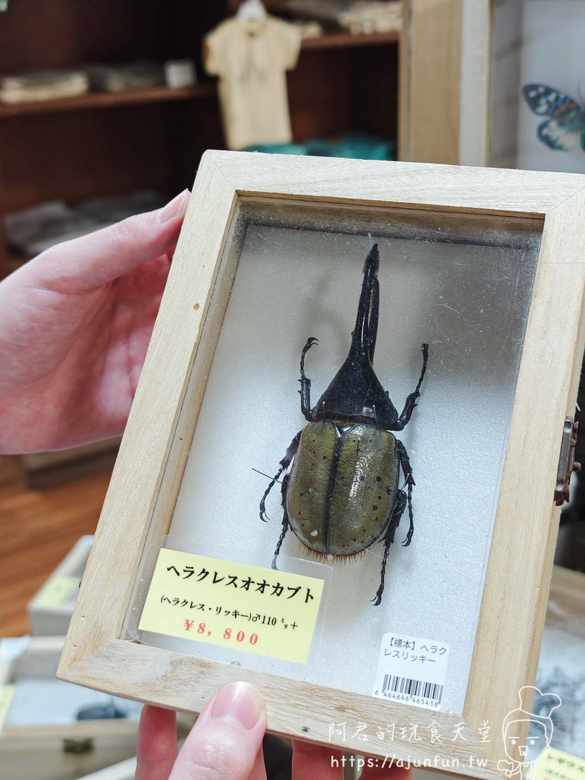 【沖繩親子景點】東南植物樂園:熱帶植物、動物互動、燈光秀 (門票/交通/評價) - 第37張圖