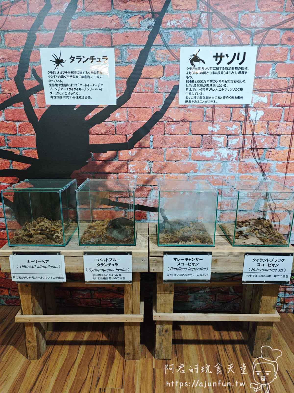 【沖繩親子景點】東南植物樂園:熱帶植物、動物互動、燈光秀 (門票/交通/評價) - 第42張圖