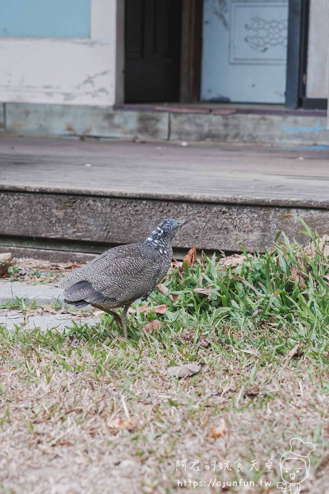 【台中新社】普羅旺斯庭園餐廳，不會暈車的秘境！推薦綠胡椒烤雞與超萌小兔奶凍