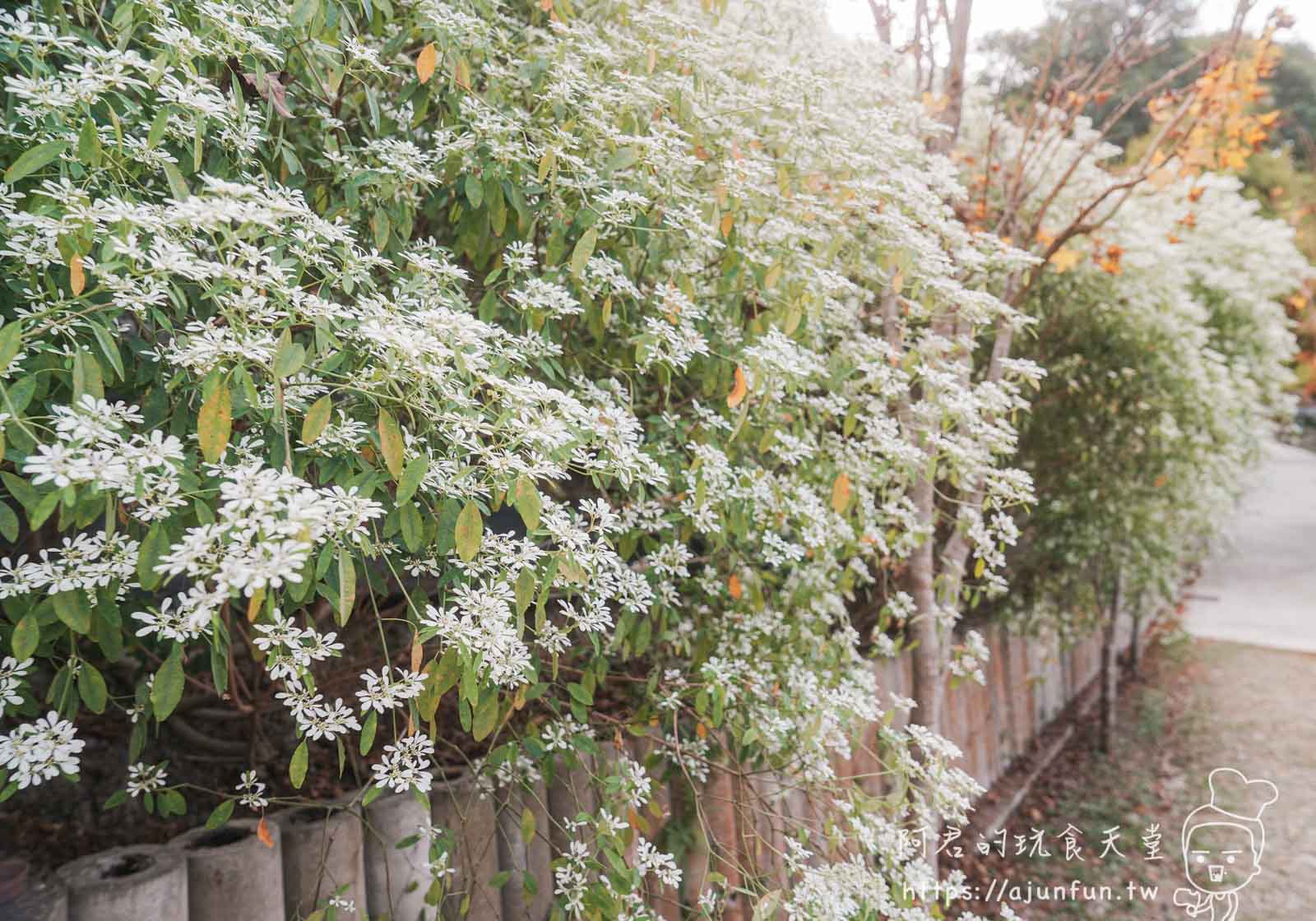 【台中新社】普羅旺斯庭園餐廳，不會暈車的秘境！推薦綠胡椒烤雞與超萌小兔奶凍
