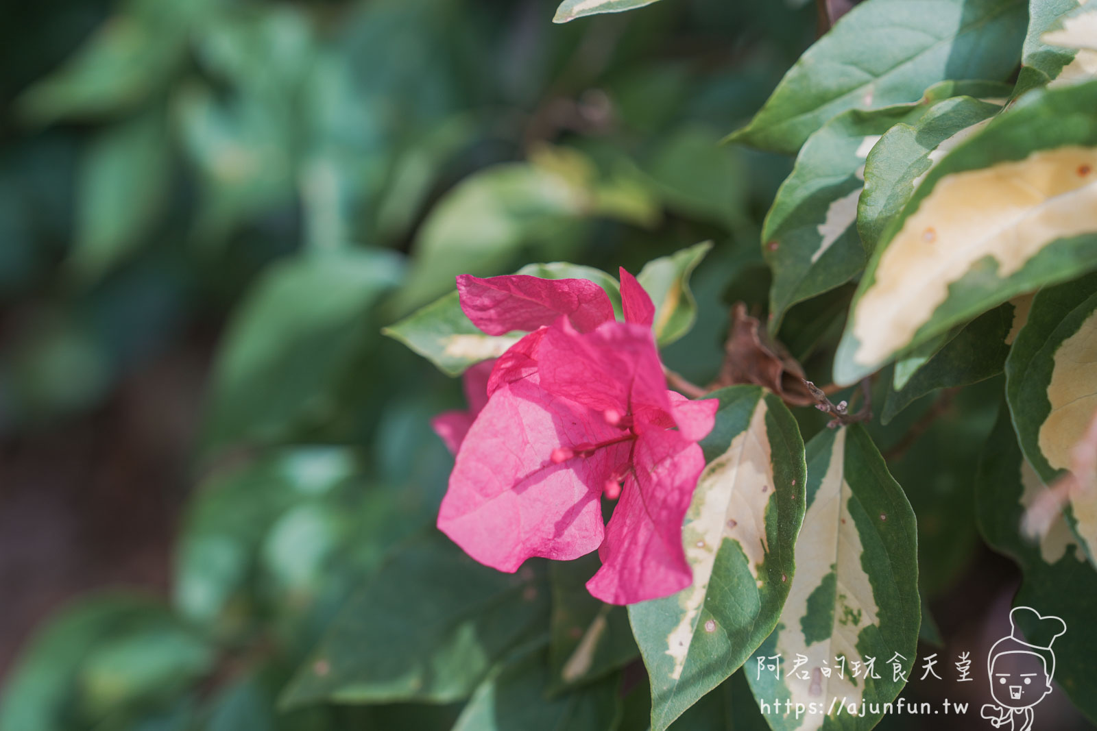 【台中新社】普羅旺斯庭園餐廳，不會暈車的秘境！推薦綠胡椒烤雞與超萌小兔奶凍