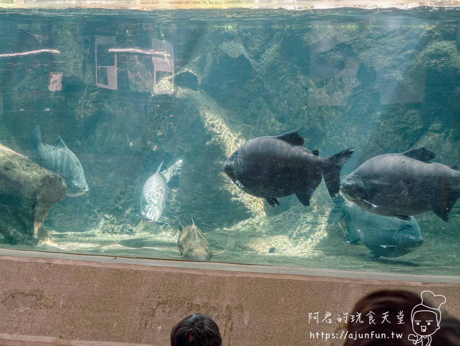 別以為科博館只有恐龍！隱藏版「台中熱帶雨林」門票只要20元，必備恐龍卡免費入園