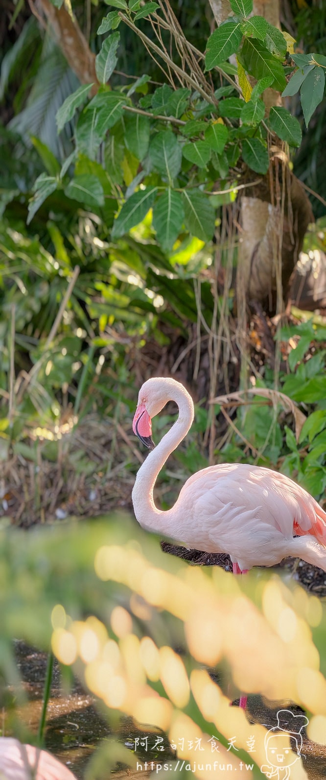 台北木柵動物園攻略 2026｜4 大必去館、3 個避雷提醒一次看