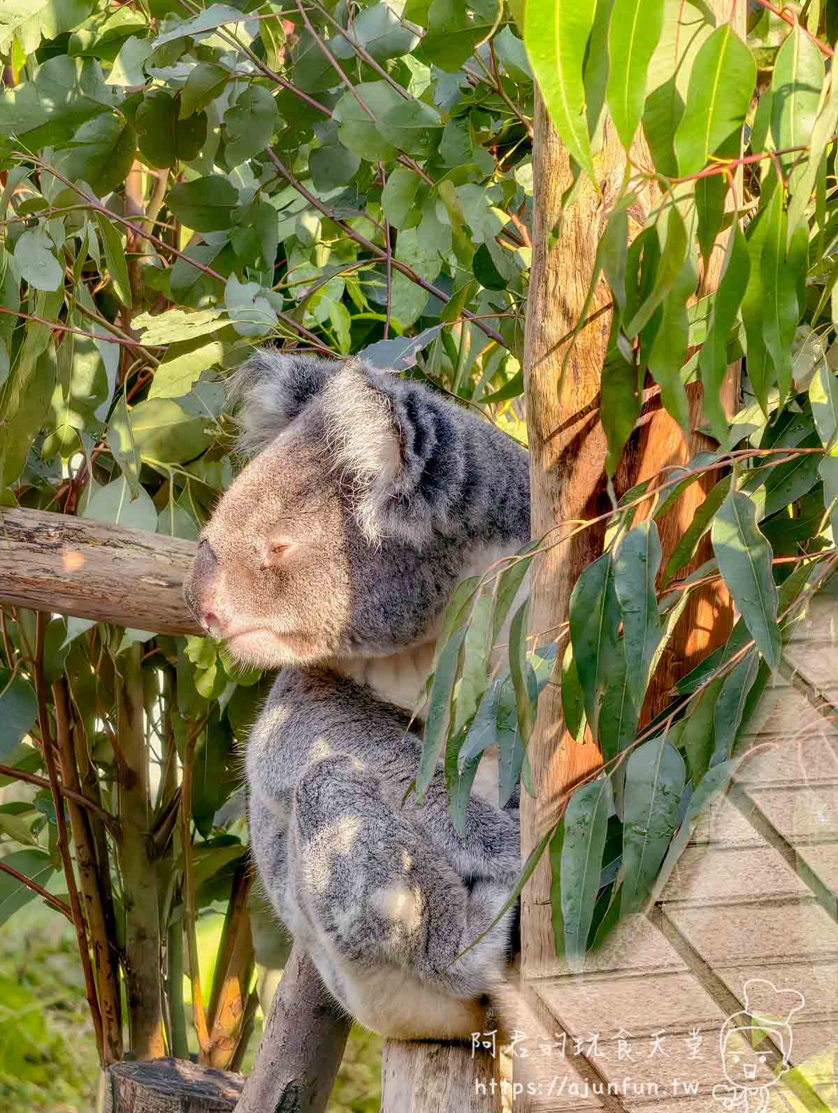 台北木柵動物園攻略 2026｜4 大必去館、3 個避雷提醒一次看