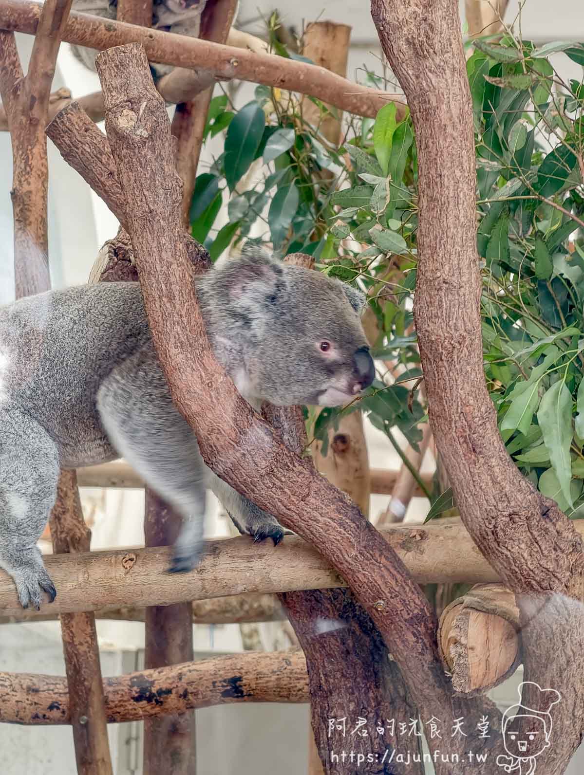 台北木柵動物園攻略 2026｜4 大必去館、3 個避雷提醒一次看